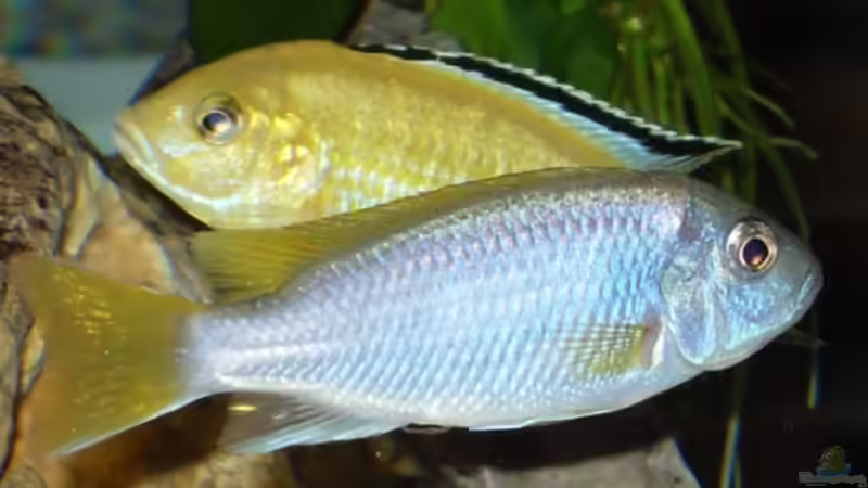 13.2.2010  acai + yellow  von Mats (65)