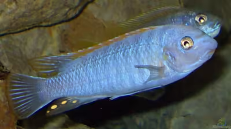 13.2.2010  Labeotropheus trewavasae , Chef von Mats (66)