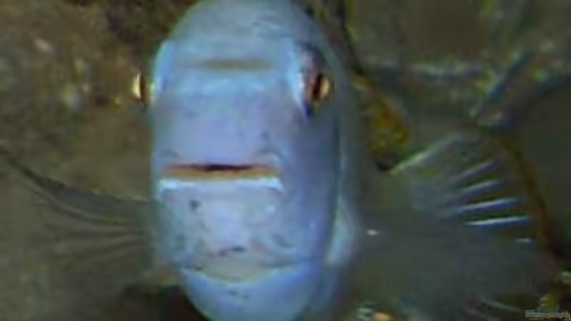 13.2.2010  Labeotropheus trewavasae von Mats (69)