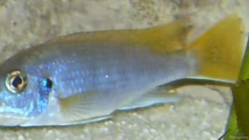 13.2.2010  Pseudotropheus acai , Mädel von Mats (60)