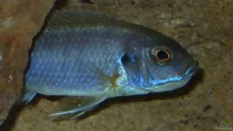 13.2.2010  Pseudotropheus acai , mit dicken Backen von Mats (62)