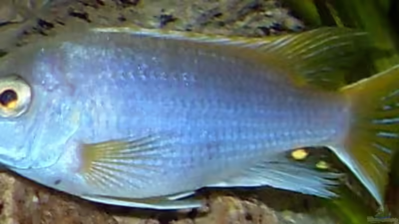 13.2.2010  Pseudotropheus acai , yellow fin von Mats (61)