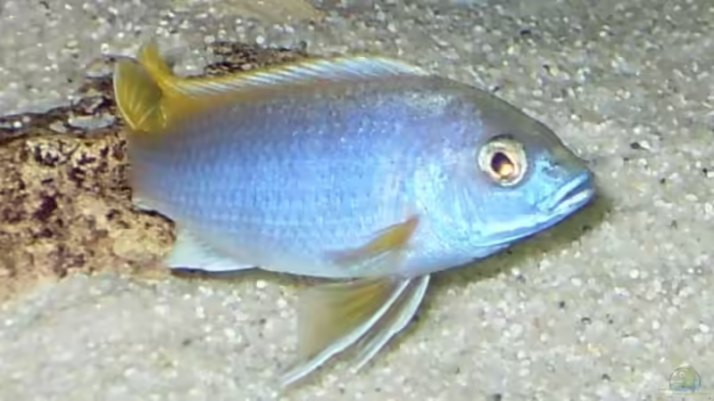 13.2.2010  Pseudotropheus acai , yellow fin von Mats (64)