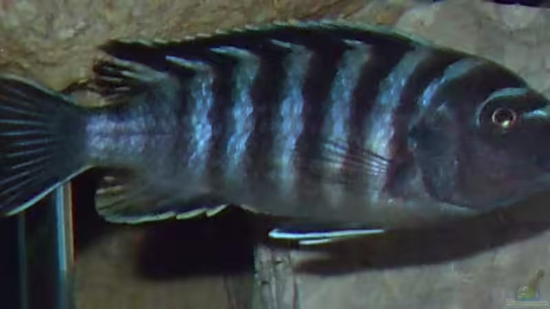 13.2.2010 Pseudotropheus sp. zebra von Mats (71)