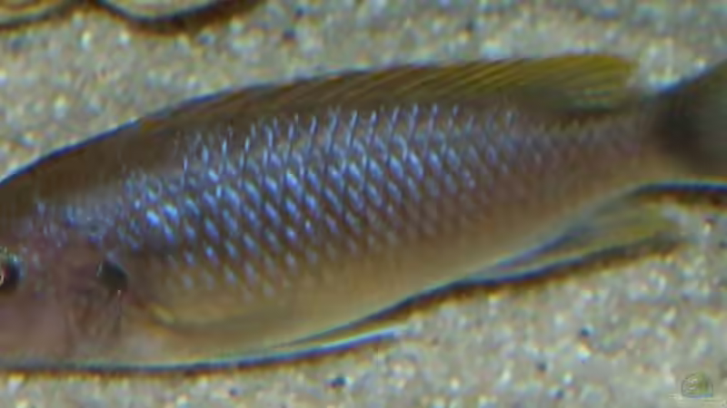 13.2.2010 Pseudotropheus sp. zebra von Mats (72)