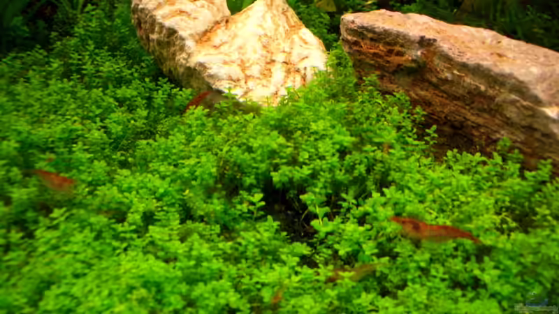 13.5.10 von navigator1 (30)