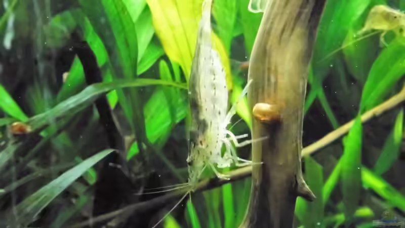 13.7.16 von odin 68 (188)