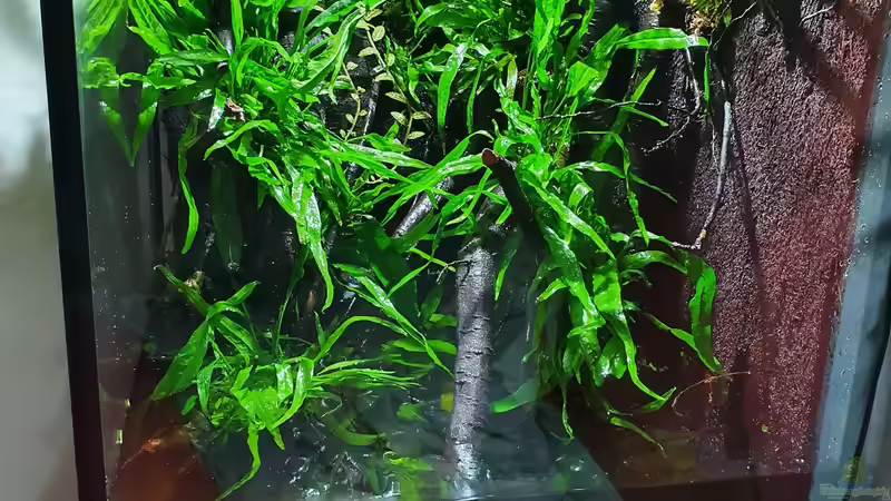 13.7.20 von Aqua fan (1)