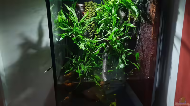 13.7.20 von Aqua fan (2)