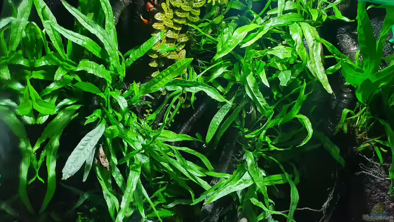 13.7.20 von Aqua fan (4)