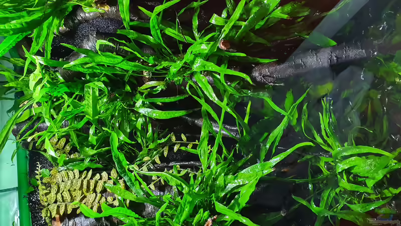 13.7.20 von Aqua fan (5)