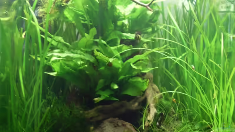 13.7.2010 es wächst  von Mats (9)