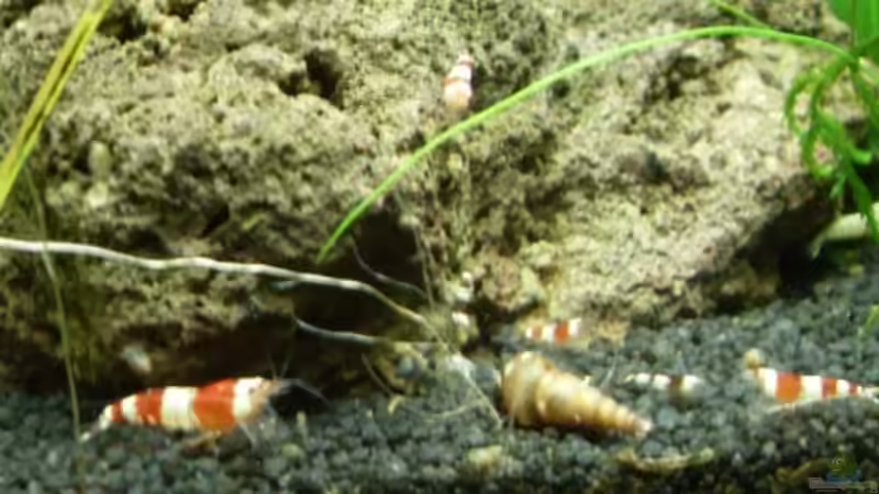 13.7.2010 Nelennachwuchs  von Mats (57)