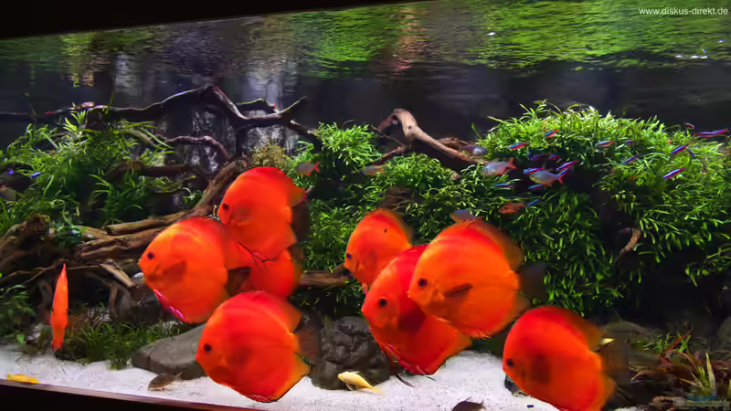 13 Flächig Feuerrot von Diskus-Direkt von Diskus-Direkt (13)