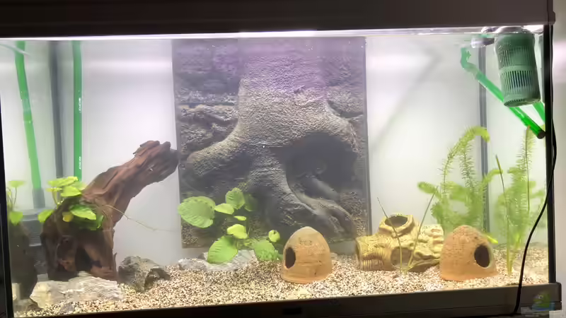 13.November 2018 - Wasser drin, schon ein paar Pflanzen und Deko drin... von Helga Kury (2)