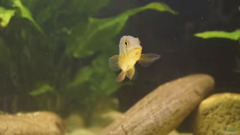 13 von Birkenzeisig (18)