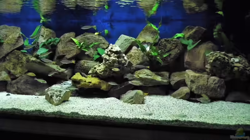 1300l Tanganjika von Gerald Kascha (1)