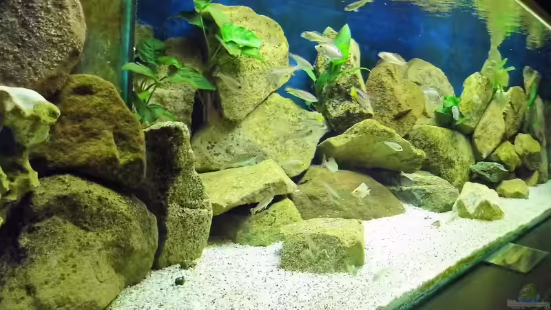 1300l Tanganjika von Gerald Kascha (2)