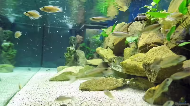 1300l Tanganjika von Gerald Kascha (3)