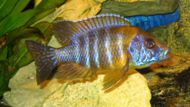 13cm von Jürgen Baum (7)