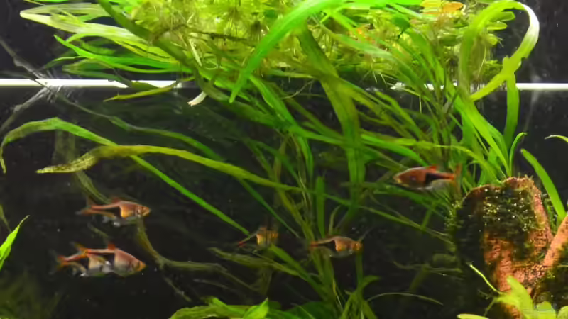 14. Großer Rosetten Wasserfreund von Daniela (19)