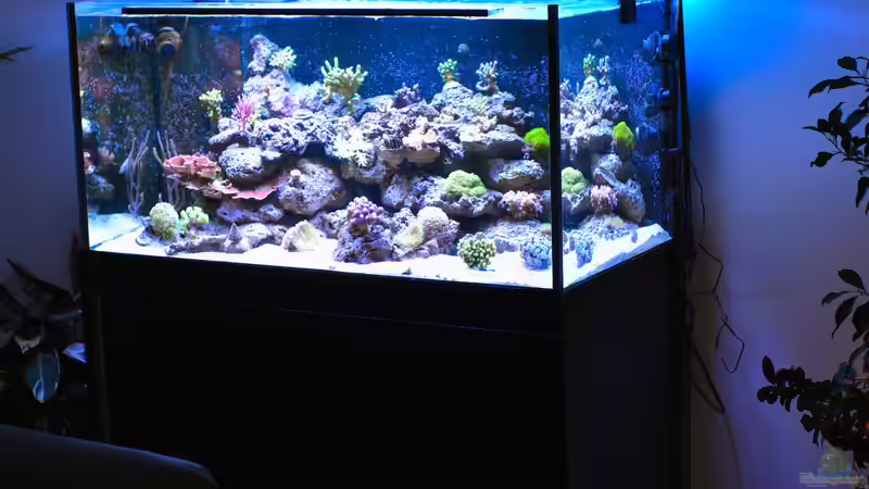 14.01.14 Gesamt von weiter weg von Brookshaw (27)