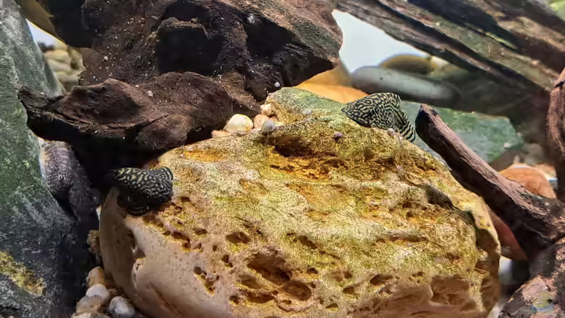 14.01.2025 von okefenokee (32)