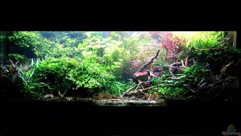 14.02.2020, das aquarium läuft seit 2016 Zyklusende von brimar67 (6)