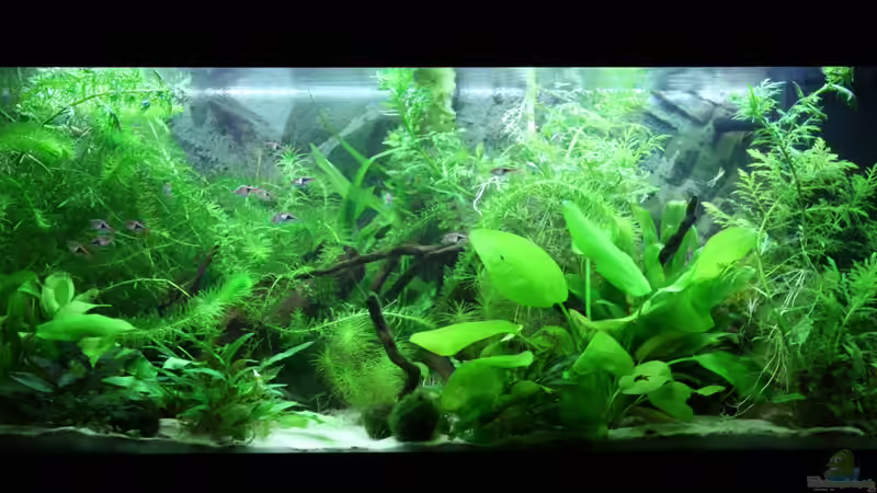 14.03.2013 von Manuela (1)