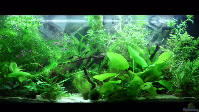 14.03.2013 von Manuela (4)