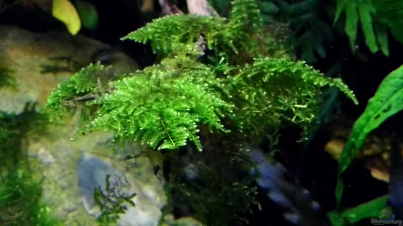 14.03.2013 von snooze (50)