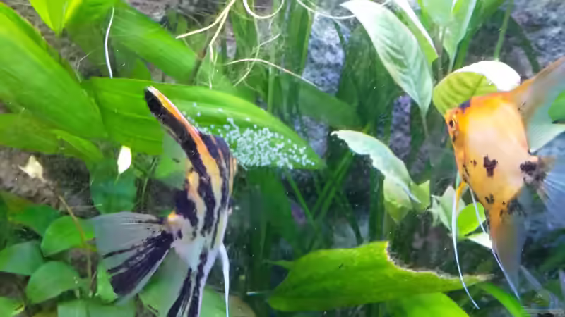 14.03.2018 - Skalar-Nachwuchs ? Und plötzlich waren sie da. von Josch_TJ (3)