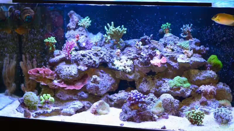 14.04.14 Mit Korallenkaninchenfisch in Ecke von Brookshaw (28)