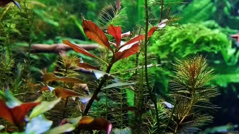 14.04.2013 von snooze (19)