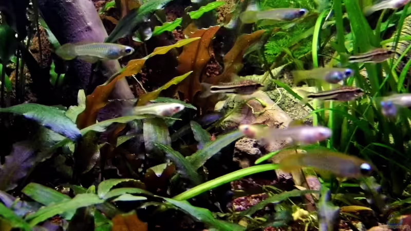 14.04.2013 von snooze (46)