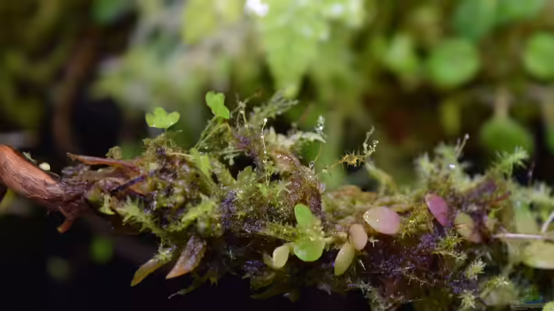 14.04.2017 von Junglist (65)