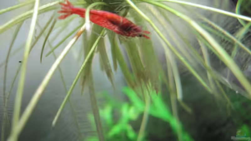 14.05.2010 - jetzt sind sie schon richtig schön rot von Opodeldok (41)