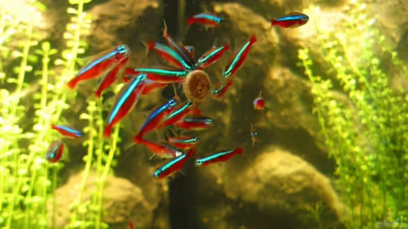 14.06.2007: Paracheirodon axelrodi - Roter Neon von Steffen L. (20)