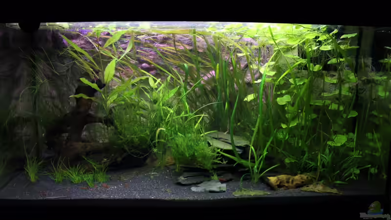 14.06.2012 von Springer (9)