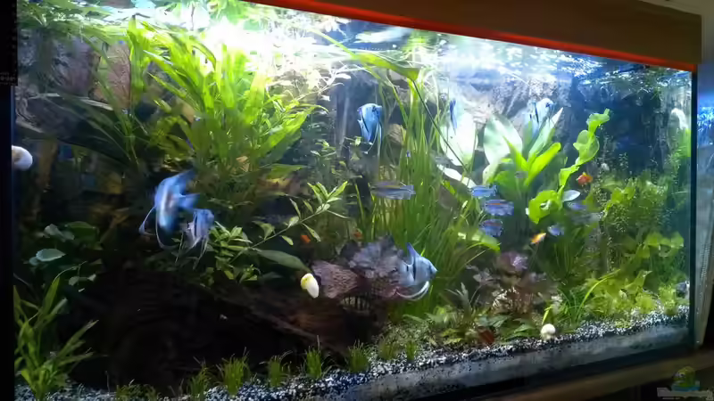 14.06.2014 von raubsau (30)