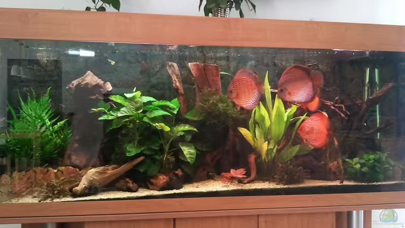 14.07.2012 von Don Jupp (2)