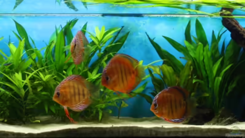 14.08.2011 von chrisreal (9)