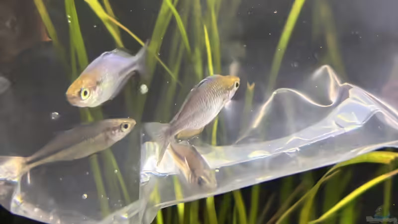 14.08.2026 die neuen 4 Melanotaenia lacustris bei der Eingewöhnung von herkla (36)