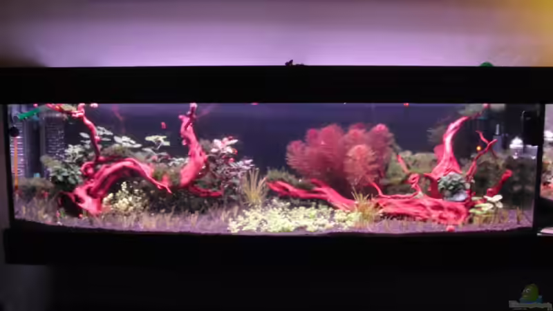 14.1.13 - Man beachte wie gut es der Myriophyllum geht von Bjarke (7)