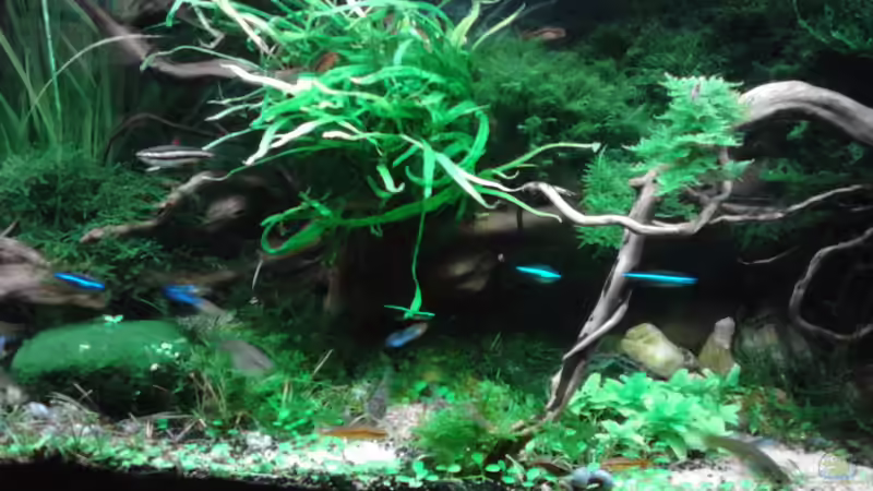 14.1.16 von Grünhexe (86)