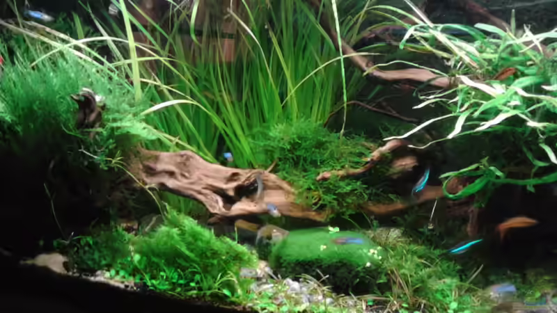 14.1.16 von Grünhexe (87)