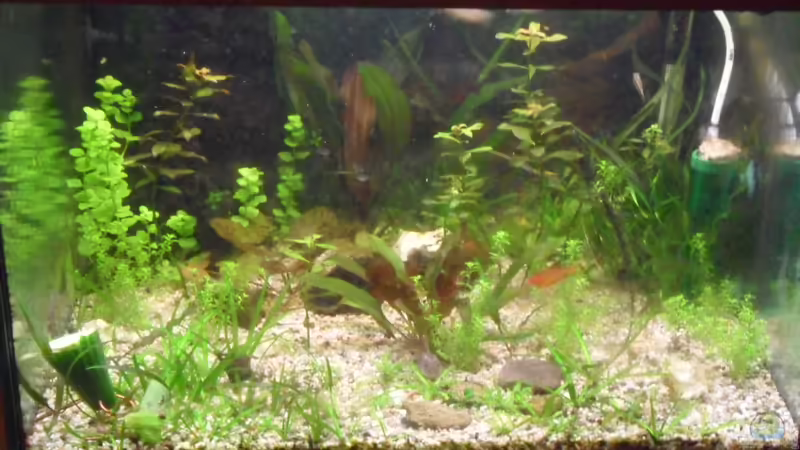 14.1.2012 von kleines becken (26)