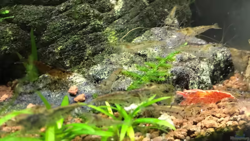 14.10.18 von Der Nicky (14)