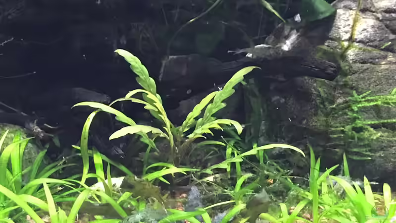 14.10.18 von Der Nicky (4)