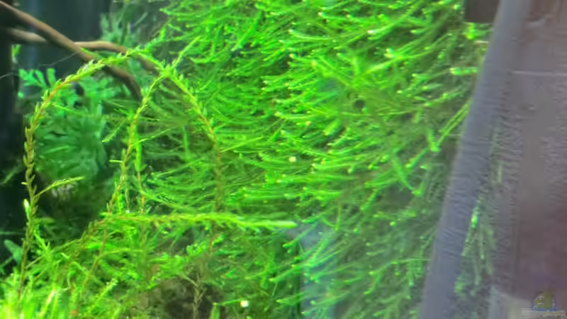 14.10 von Walde (61)